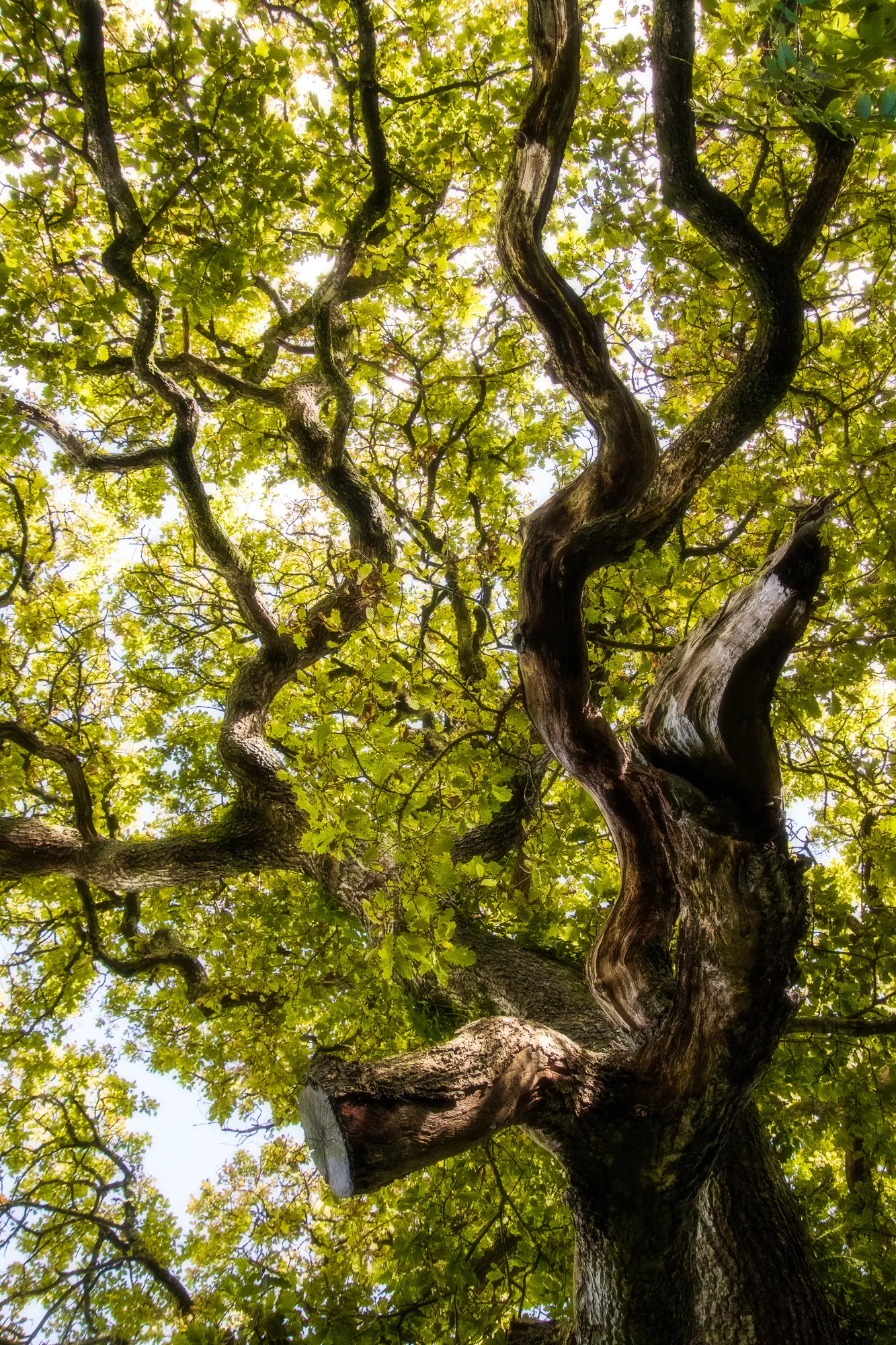 Sessile oak, Heligan Gardens. 2019.